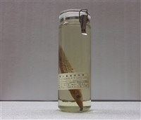 藏品(日本金梭魚)的圖片